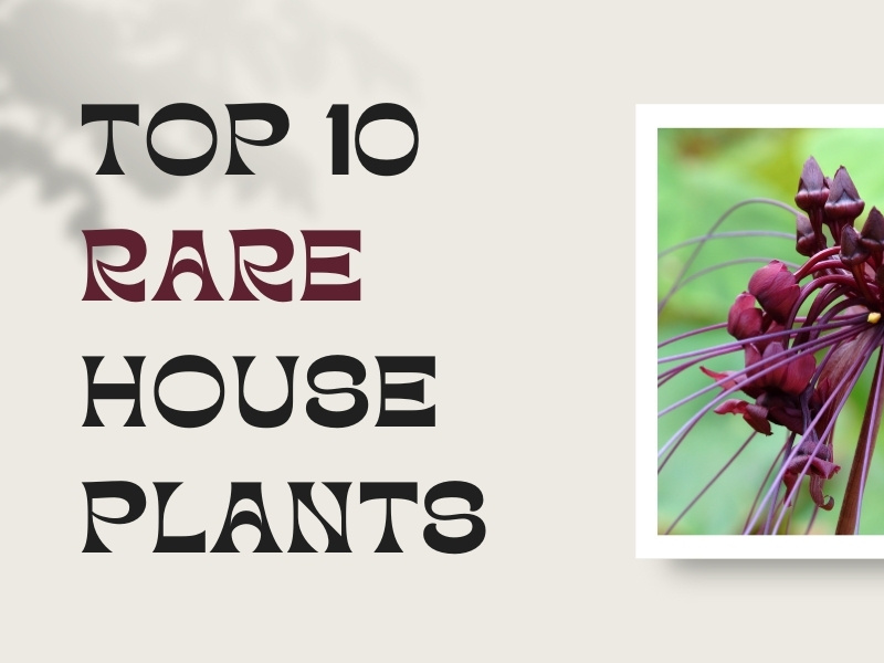 Top 10 Rare Houseplants You Love To See by Wilson John on Dribbble