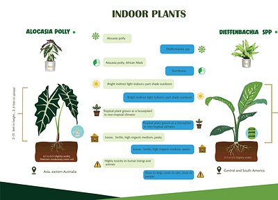 INDOOR PLANT COMPARISON comparison design design digital painting graphic design houseplant illustration indoor plant infographic design plants