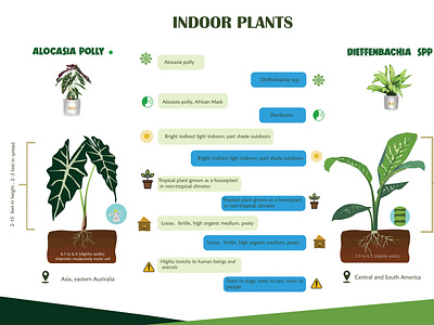 INDOOR PLANT COMPARISON