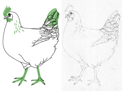 Farm & Fable chicken drawing illustration
