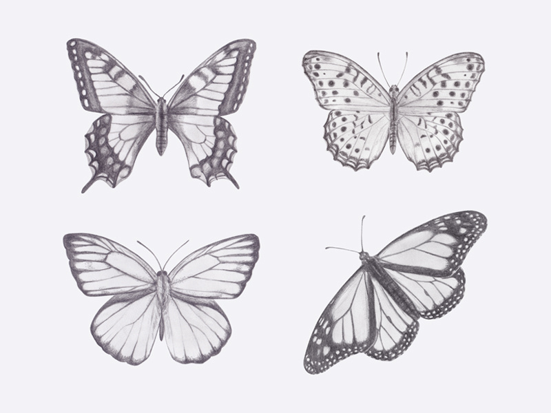 4,700+ Tattoo Designs Butterfly Drawings Stock Illustrations, Royalty-Free  Vector Graphics & Clip Art - iStock