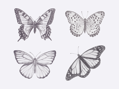 drawing pictures of butterflies