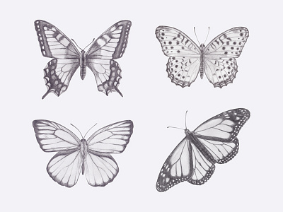 Butterfly Drawings art butterfly drawing illustration pencil wings