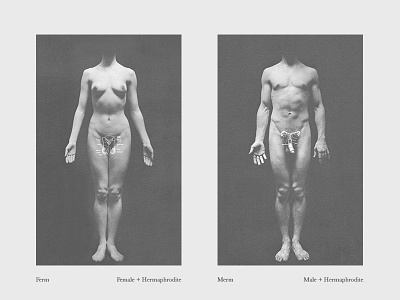 Ferm Merm black and white hermaphrodites illustration intersex photograph print sexual education spread typography