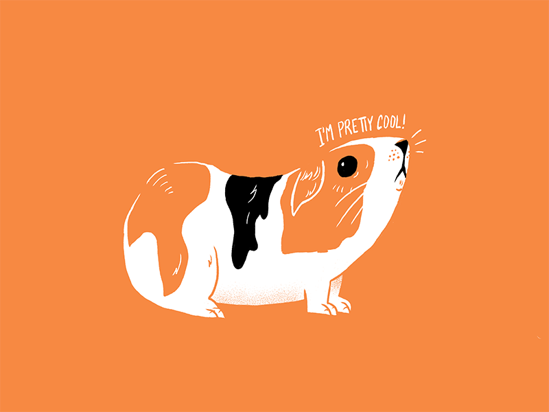 Guinea Pig procreateclub sketchbook texture process procreate guinea pig editorial illustration