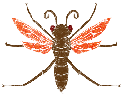 Tarantula Hawk bugs illustration texture