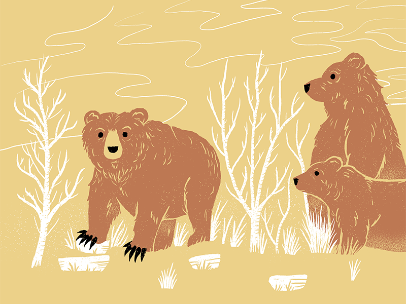 Bears museum ipad texture bears science live drawing sketchbook illustration procreateclub