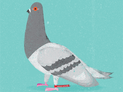 Messanger Pigeon birds illustration