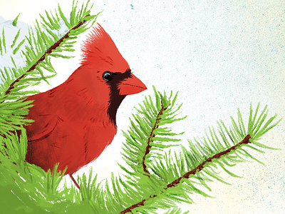 Holiday Cardinal Illustration bird cardinal christmas fir tree holiday holidays illustration snow tree