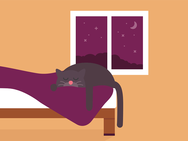 Sleeping Cat animation cat illustration motion night sleep sleeping