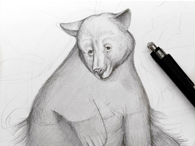 Ursus bear drawing illustration oso sketch ursus