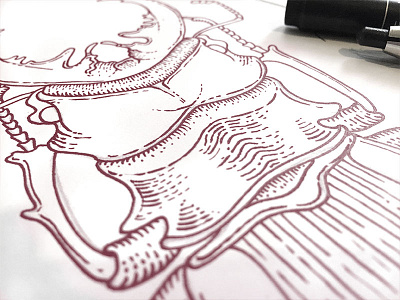 Inking art beetle bug drawing illustration ink inking nature outline sketch