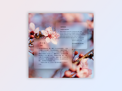 Sakura design flowers notification photoshop poster sakura