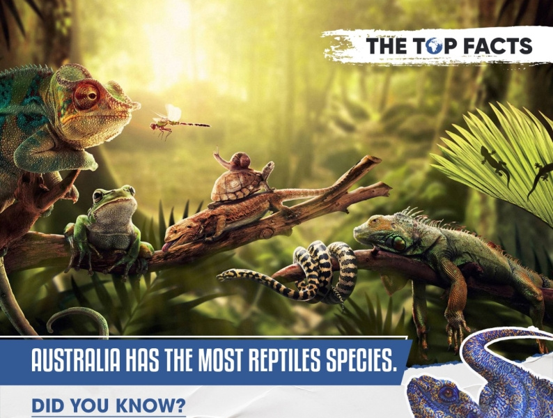 Australia has the Most Reptiles Species by Thetop Facts on Dribbble