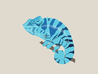 Chameleon animals illustration