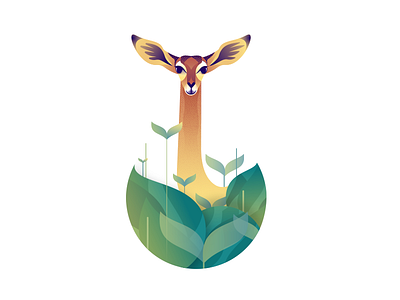 Deer Series - Gerenuk