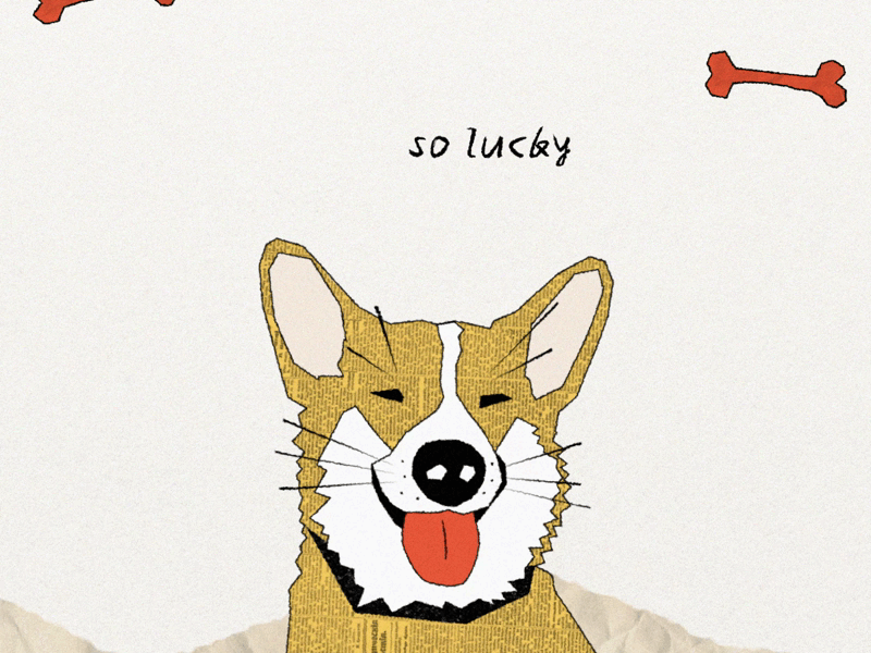 Lucky Dog animation beautiful character corgi cute design dog illustration lovely lucky motion graphics