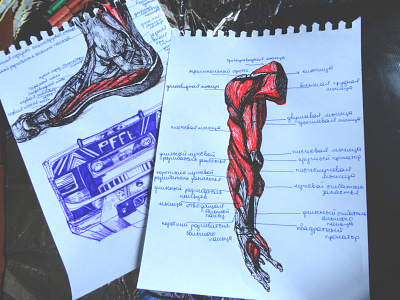 Немного анатомии и срисовки anatomy design illustration redrawing