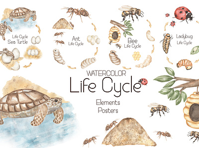 Watercolor Life Cycle Set animals back to school biological clipart design educational illustration educational material graphic design hand drawn hand painted home school illustration insect life kids illustration kids poster life cycle preschool clipart school card school supplies watercolor