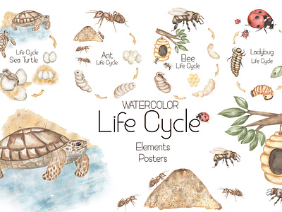 Watercolor Life Cycle Set animals back to school biological clipart design educational illustration educational material graphic design hand drawn hand painted home school illustration insect life kids illustration kids poster life cycle preschool clipart school card school supplies watercolor