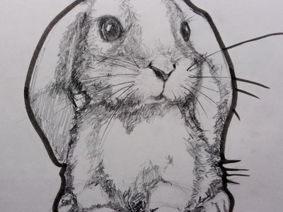 Rabbit. Illustration drawing illustration pencil rabbit sketch watercolor