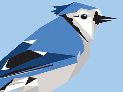 Blue Jay Poster