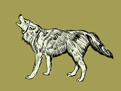 Wolf apple pencil procreate sketch wolf