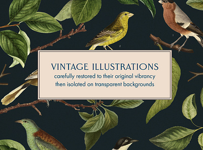 40 Vintage Birds & Branches Bundle bird botanical bundle design ephemera illustration nature paper scrapbooking vintage