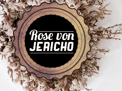 The Rose of Jericho design graphic typography
