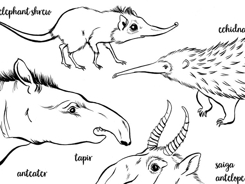 Extreme Snouts black and white comics ink wildlife animals