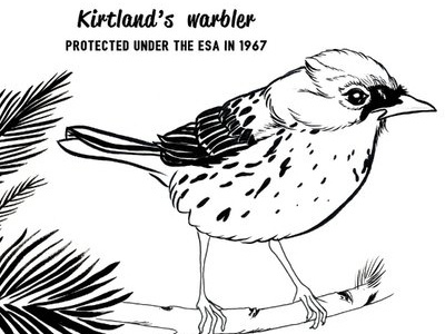 Kirtland's warbler animals comics conservation endangered species ink wildlife conservation