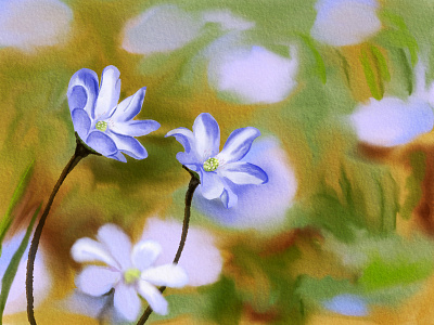 Blue flowers of liverleaf