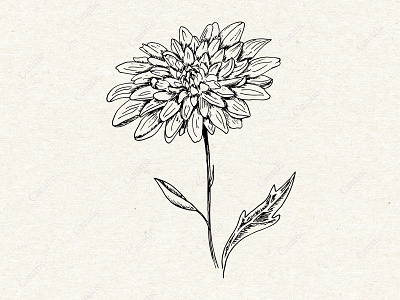 Chrysanthemum. Flower. Hand drawn sketch cute hand drawn illustration ink line art simple sketch