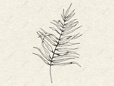 Palm leaf. Hand-drawn sketch black and white exotic garden hand drawn illustration ink nature sketch tropical