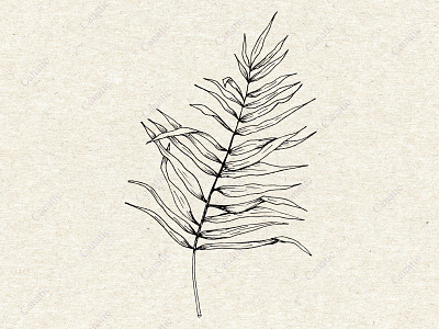 Palm leaf. Hand-drawn sketch