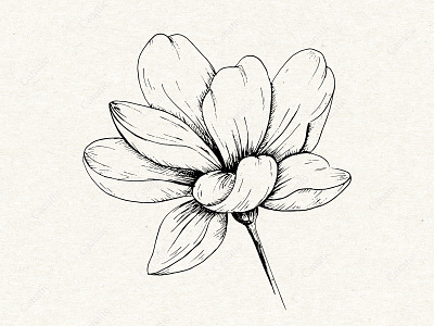 Flower. Hand-drawn sketch black and white cute flower hand drawn illustration ink line art nature sketch