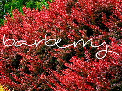 Barberry barberry branding logo spice