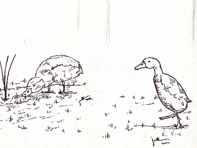 Ducks ducks sketch