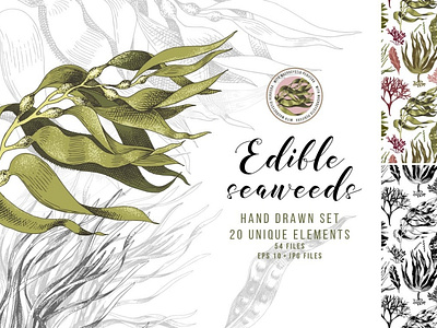 Hand drawn edible seaweeds