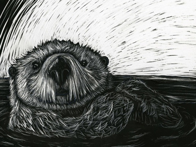 Sea Otter – Scratchboard board drawing illustration media otter scratch scratchboard sea sketch traditional