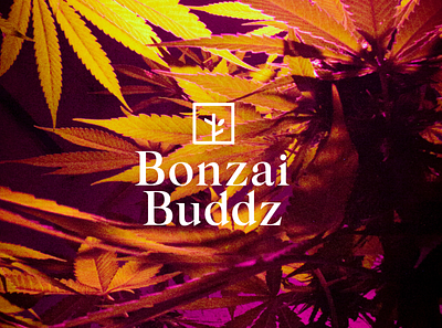 Bonzai Buddz Logo branding business canabis cannabis company illustration logo typography weed