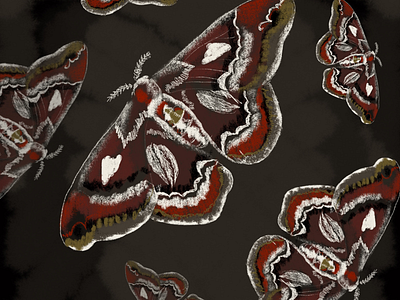 Moths illustration moths procreate