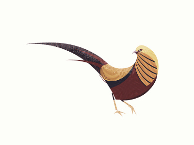 Golden Pheasant bird flat illustration texture vector wildlife