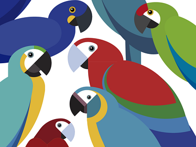 Macaws aves birds feather flat illustration tropical vector wildlife