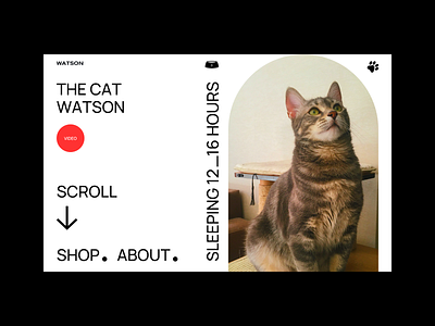 The Cat Watson animal bold cat pet scroll shop style web design webdesign website