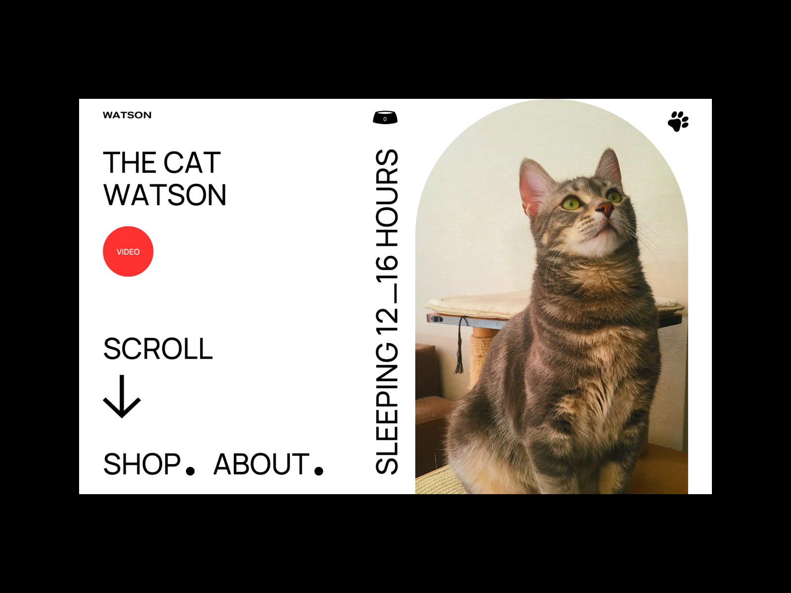 The Cat Watson By Giga Tamarashvili For Bold Monkey On Dribbble