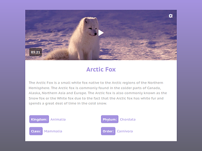 Arctic Fox animal arctic card clean css design fox minimal play ui video web