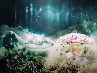 magic forest - photoshop manipulation