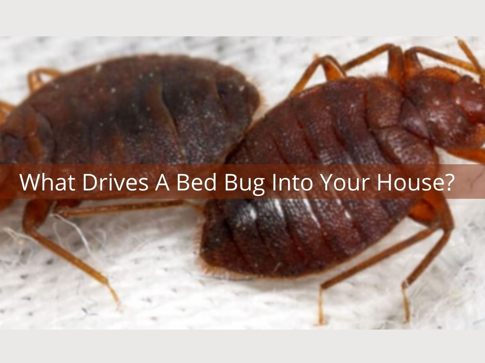 What Drives A Bed Bug Into Your House? by Top Line Pest Control on Dribbble