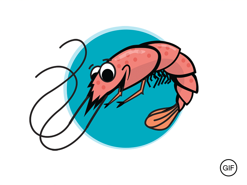 Shrimp Sketch shrimp illustration logo